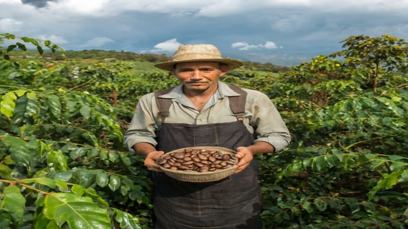 Exploring the Dynamics of the Coffee Industry: 