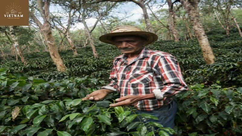 Nicaragua people farming arabica coffee beans  