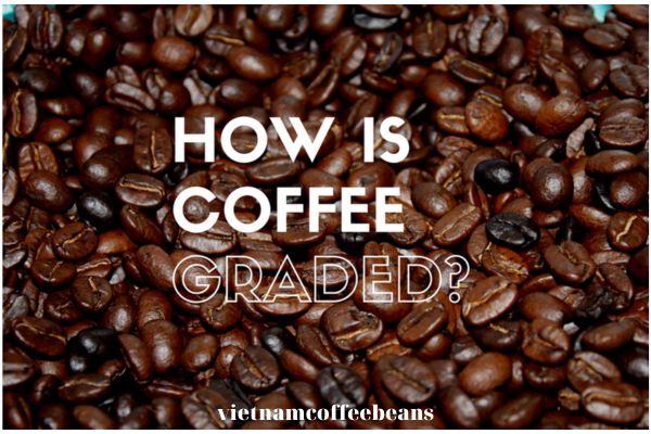Coffee grading process