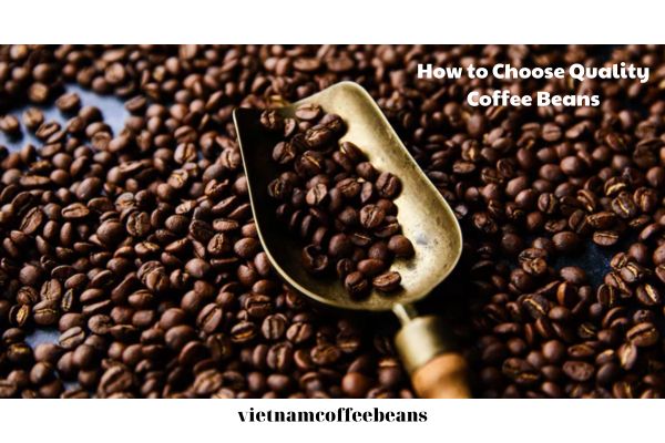 Discover How to Choose Quality Coffee Beans