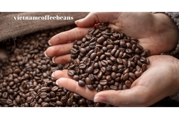 The Best Quality Coffee Beans for Your Preferences