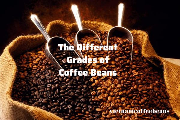 Different Grades of Coffee Beans