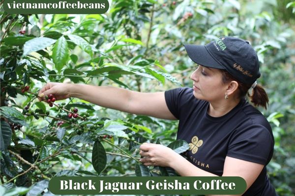 Black Jaguar Geisha Coffee