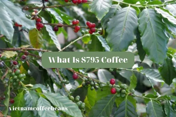 What Is S795 Coffee