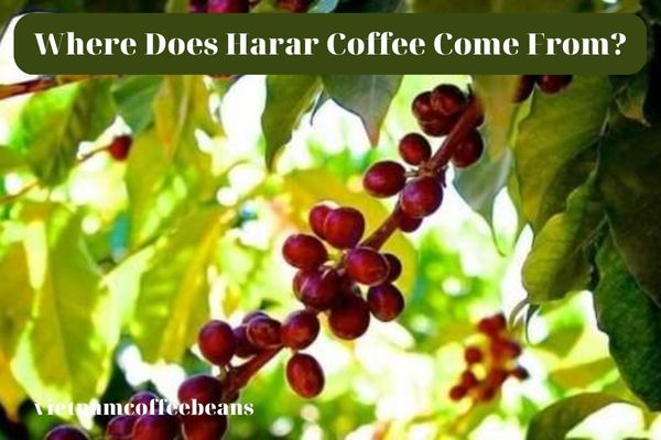 Where Does Harar Coffee Come From?