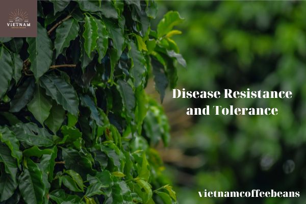Disease Resistance and Tolerance of ihcafe 90 coffee