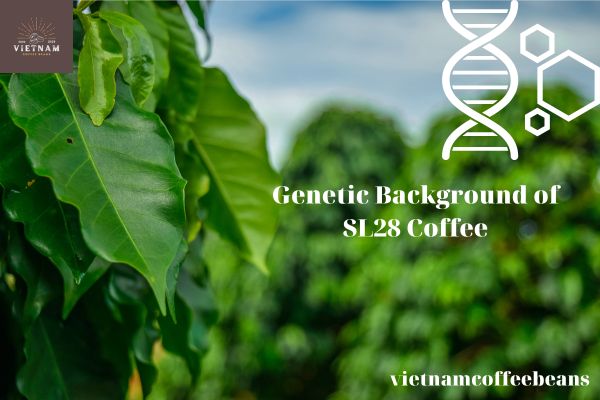 Genetic Background of SL28 Coffee