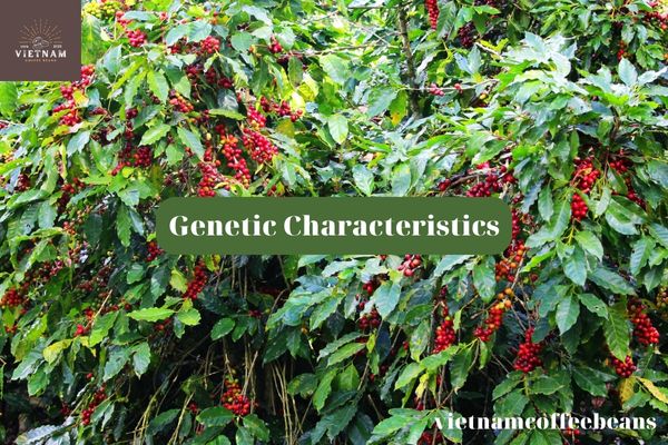 Genetic Characteristics of Parainema Coffee