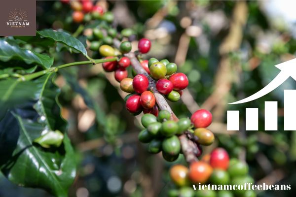 Growing Requirements of Sl28 Coffee