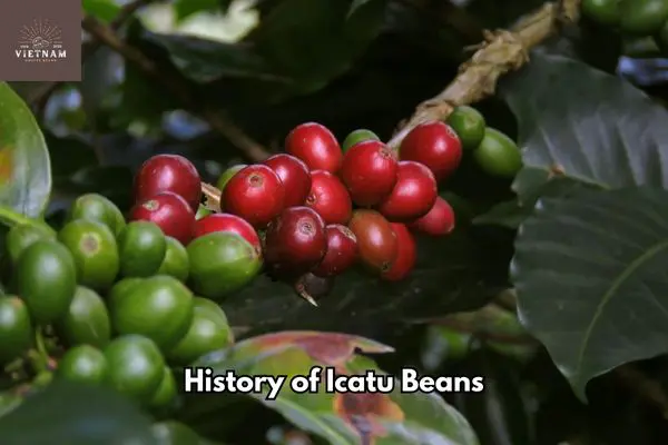 History of Icatu Beans