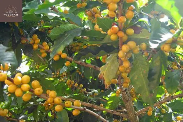 Icatu Coffee: Hybrid Cross of Bourbon with C.Canephora