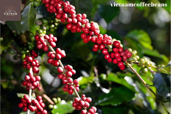 What is Mibirizi Coffee?