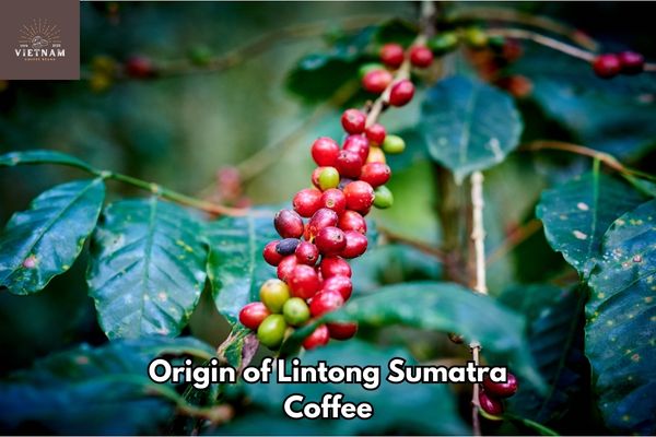Origin of Lintong Sumatra Coffee
