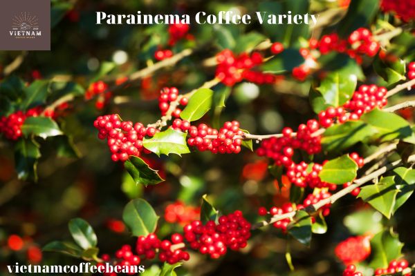 Parainema Coffee Variety