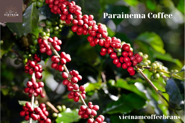 What is Parainema Coffee?