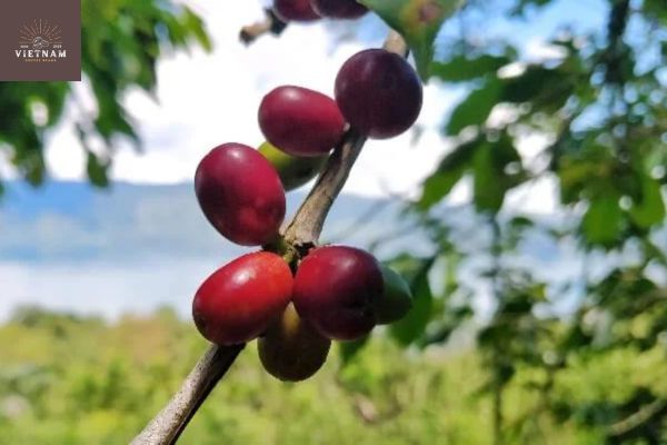 What is Sumatra Coffee?