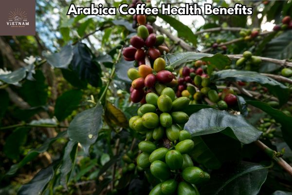 Arabica Coffee Health Benefits