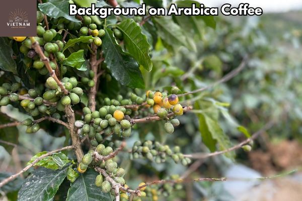 Background on Arabica Coffee