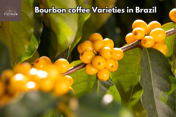 Bourbon coffee Varieties in Brazil
