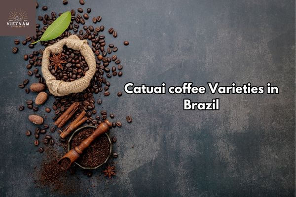 Catuai coffee Varieties in Brazil