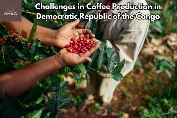 Challenges in Coffee Production in Democratic Republic of the Congo