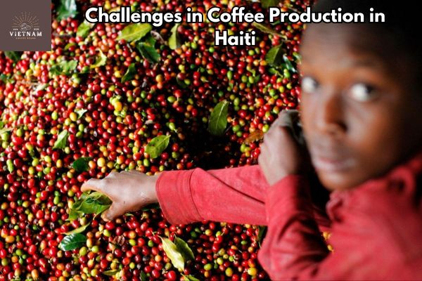 Challenges in Coffee Production in Haiti