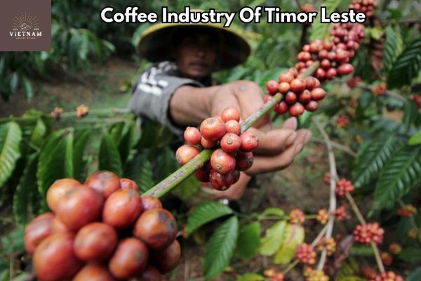 Coffee Industry Of Timor Leste