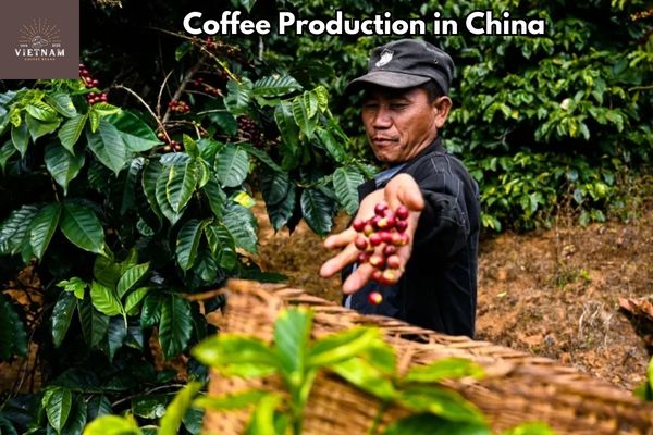 Coffee Production in China