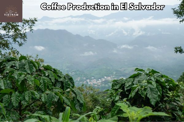 Coffee Production in El Salvador