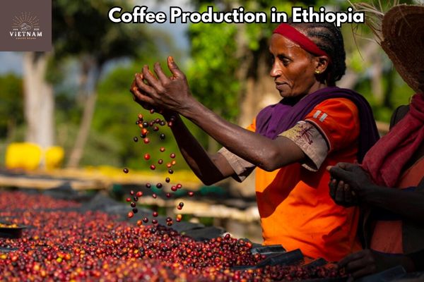 Coffee Production in Ethiopia