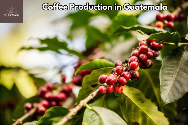 Coffee Production in Guatemala