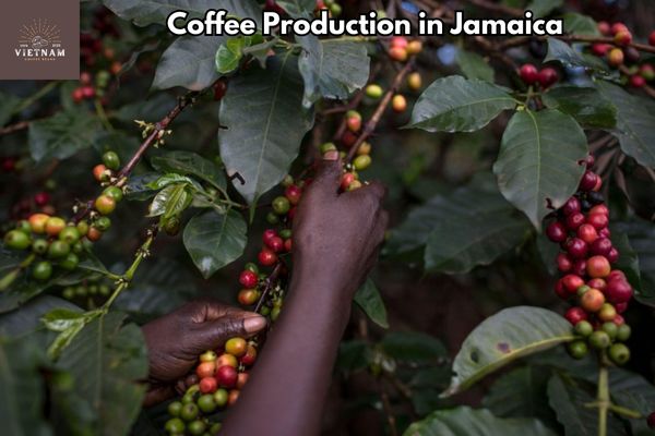 Coffee Production in Jamaica