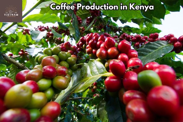 Coffee Production in Kenya