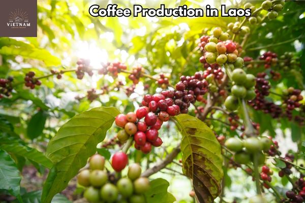 Coffee Production in Laos