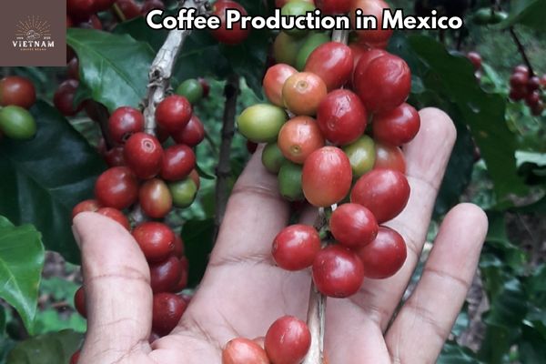 Coffee Production in Mexico