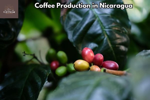 Coffee Production in Nicaragua