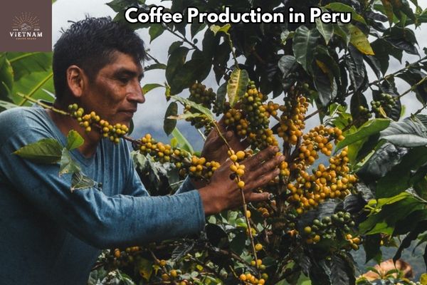 Coffee Production in Peru