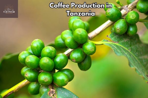 Coffee Production in Tanzania