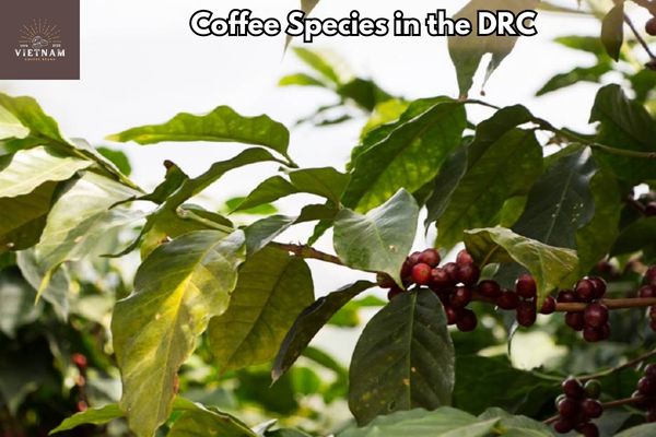 Coffee Species in the DRC