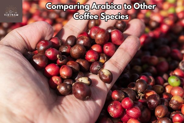 Comparing Arabica to Other Coffee Species