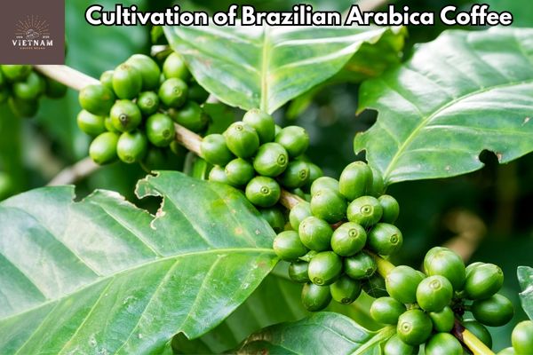 Cultivation of Brazilian Arabica Coffee