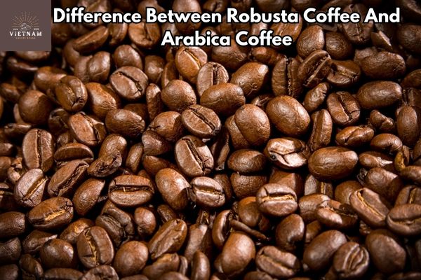 Difference Between Robusta Coffee And Arabica Coffee