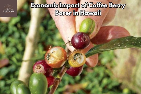 Economic Impact of Coffee Berry Borer in Hawaii