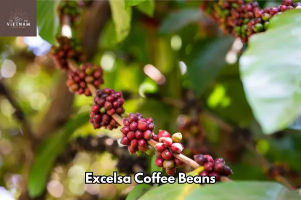 What is Excelsa Coffee Beans?