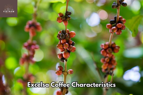 Excelsa Coffee Characteristics