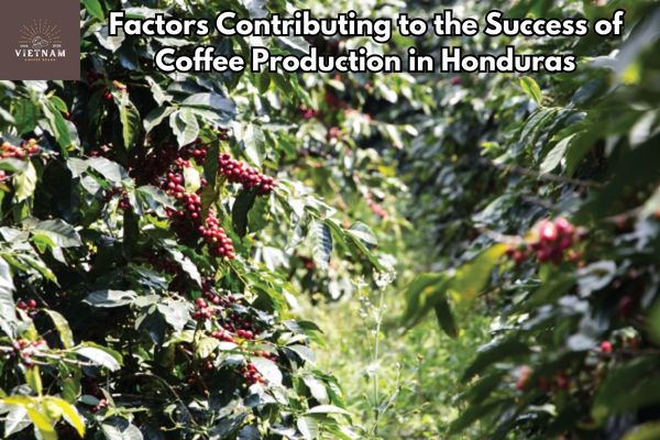 Factors Contributing to the Success of Coffee Production in Honduras
