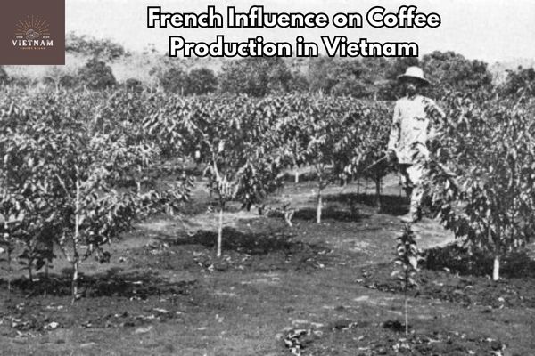French Influence on Coffee Production in Vietnam