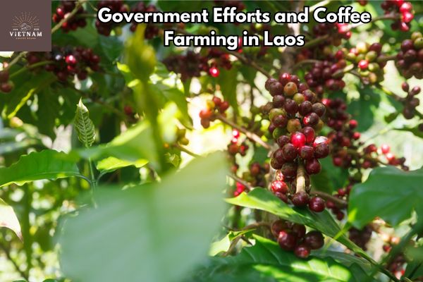 Government Efforts and Coffee Farming in Laos