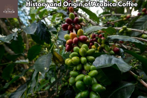 History and Origin of Arabica Coffee