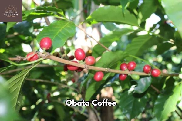 What is Obata Coffee?